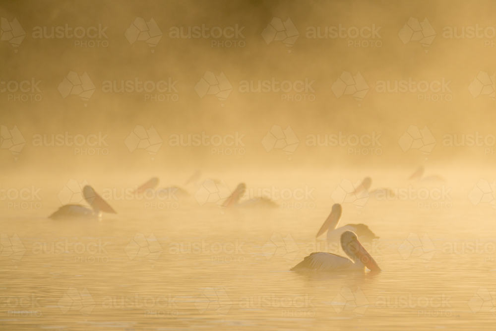 Pelicans on river at sunrise - Australian Stock Image