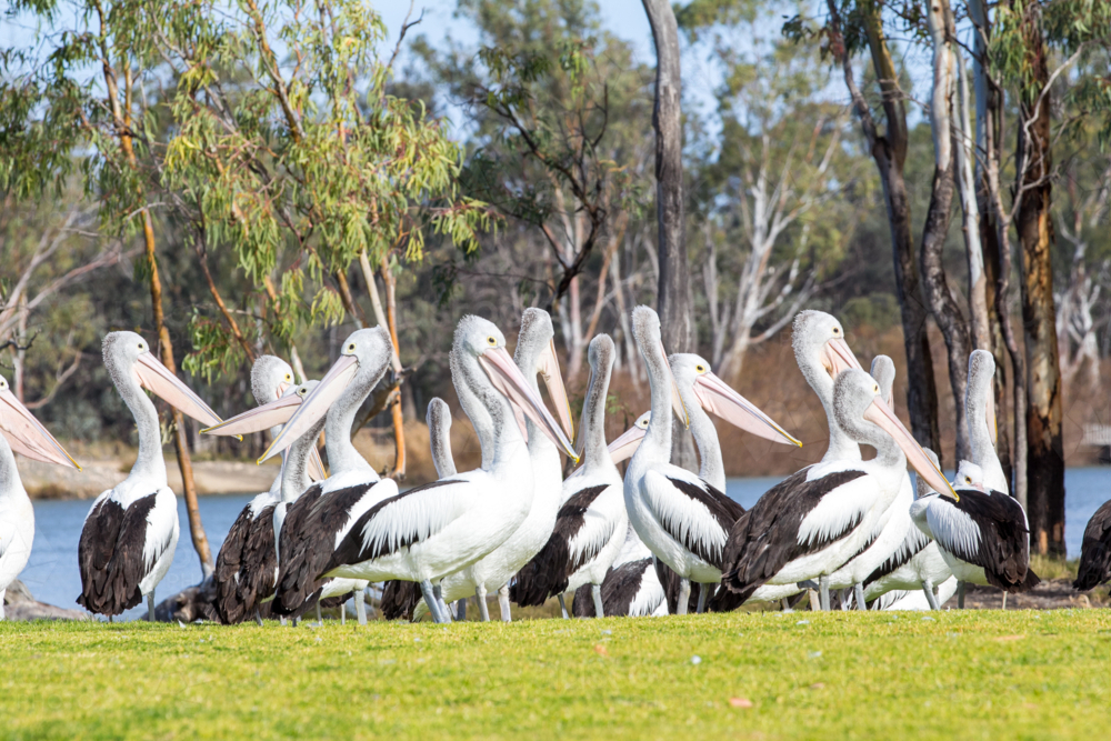 Pelicans on riverfront - Australian Stock Image