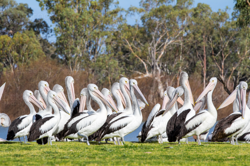 Pelicans on riverfront - Australian Stock Image