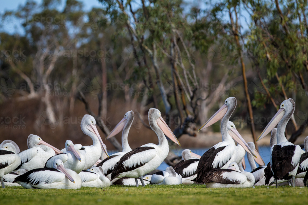 Pelicans on riverfront - Australian Stock Image