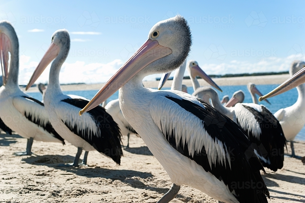 Pelicans standing around on the beach - Australian Stock Image