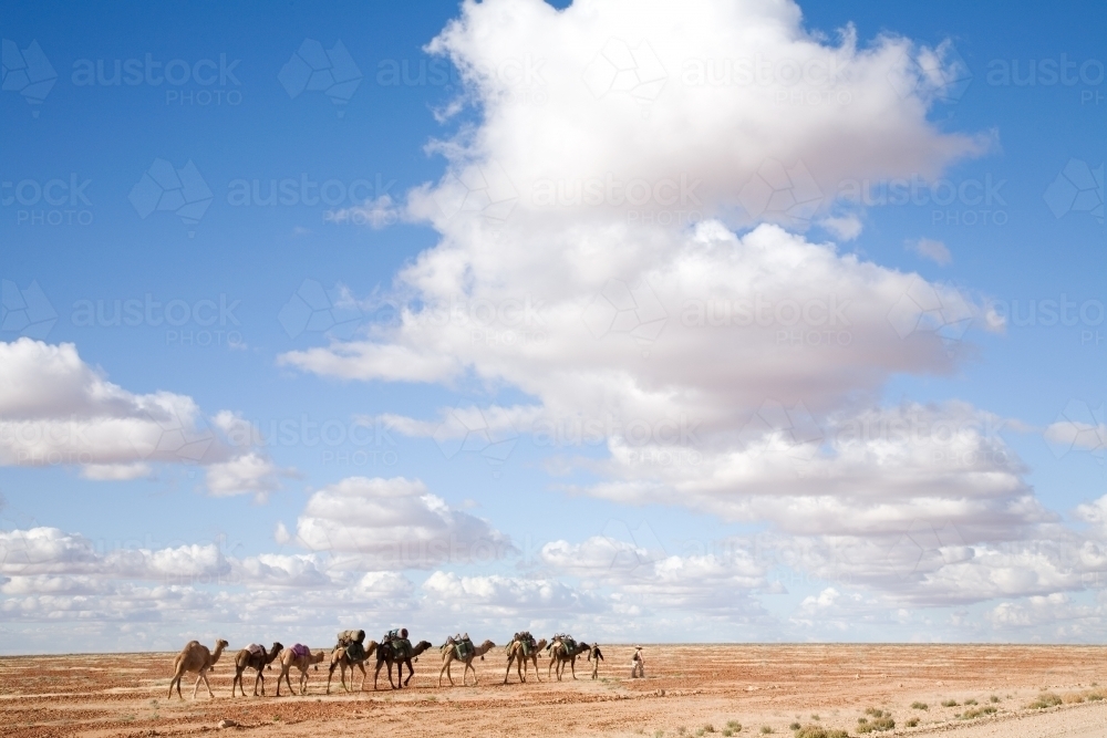 People leading a line of camels through outback - Australian Stock Image