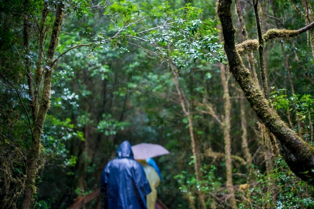 People walking through a wet rainforest - Australian Stock Image