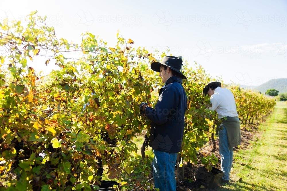 People working in Australian vineyard hand picking grapes during harvest season - Australian Stock Image