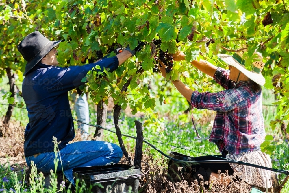 People working in Australian vineyard hand picking grapes during harvest season - Australian Stock Image