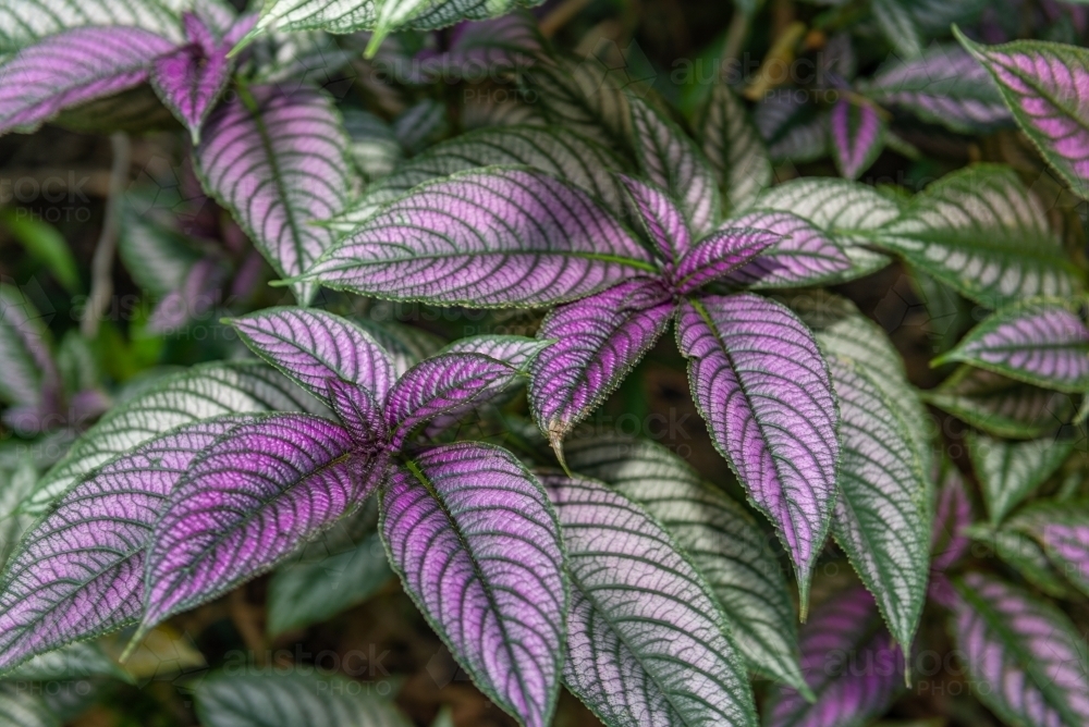 Persian Shield plant - Australian Stock Image