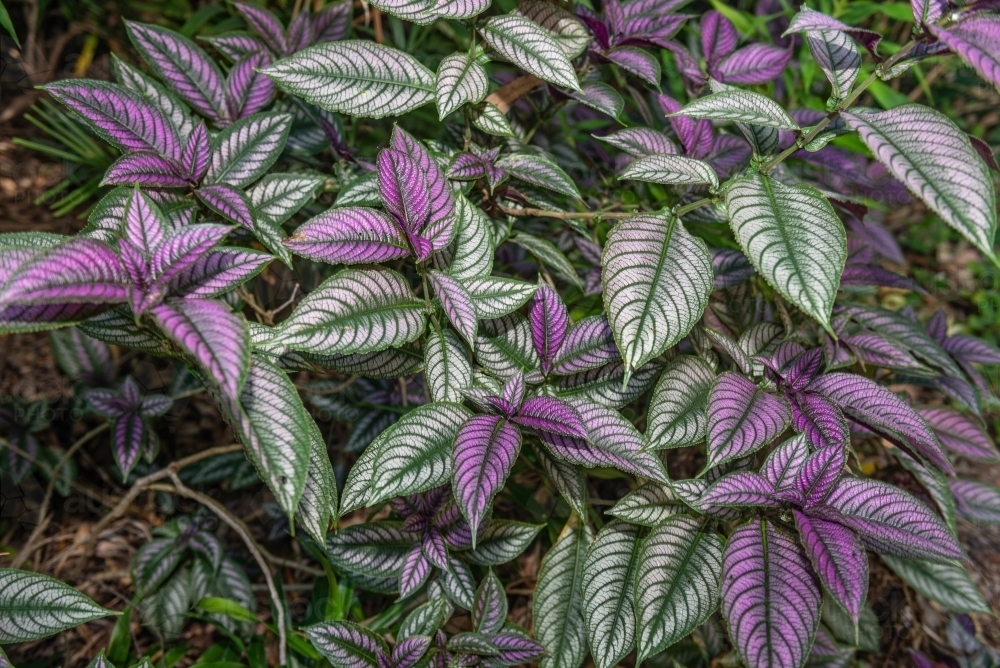 Persian Shield plant - Australian Stock Image