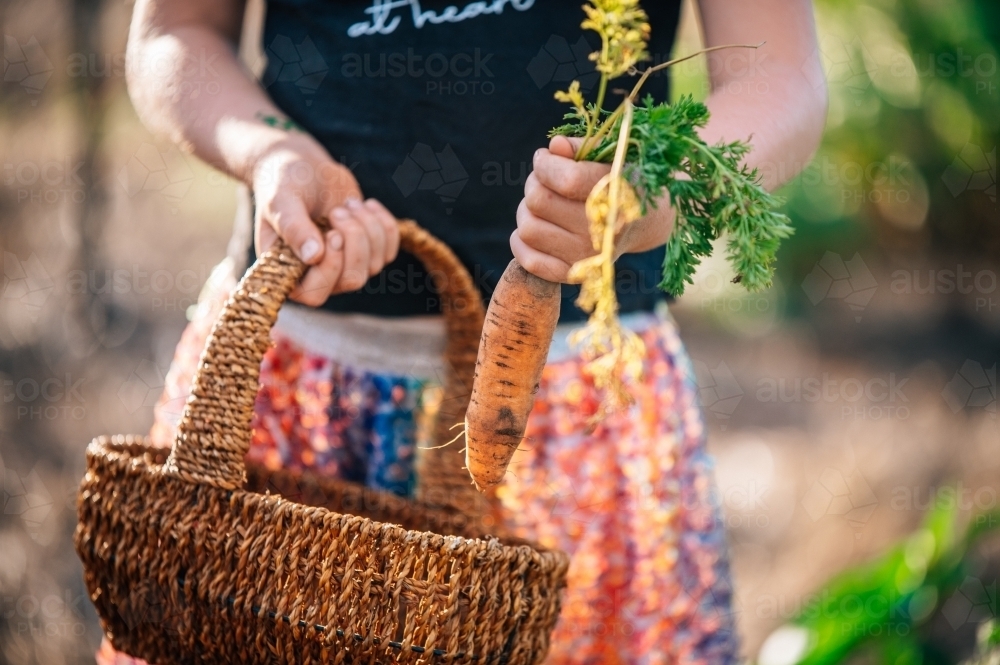 Person butting a freshly picked carrot into the basket from the garden - Australian Stock Image