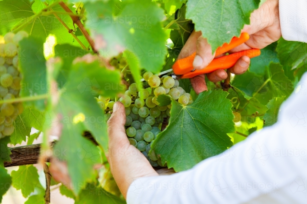 Person harvesting grapes with fruit picking shear grape snip - Australian Stock Image