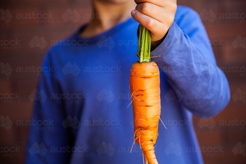 Person holding fresh picked carrot homegrown in veggie garden - Australian Stock Image