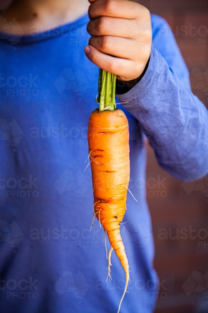 Person holding large home grown carrot fresh from the garden - Australian Stock Image