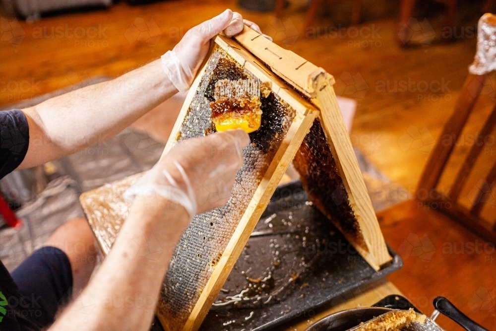 Person using comb to uncap honeycomb frame - harvesting honey - Australian Stock Image