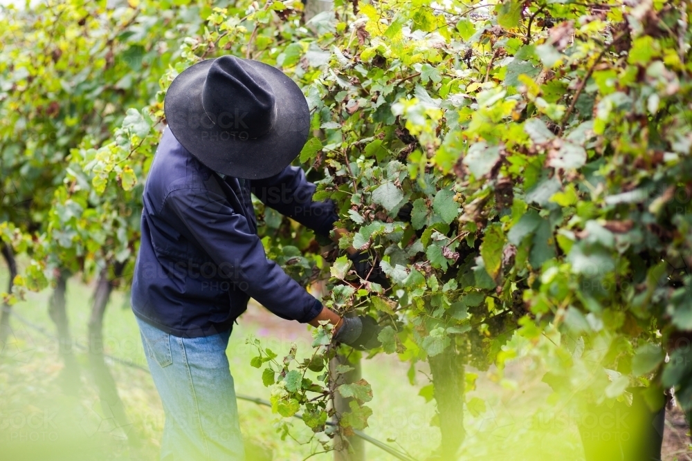 Person working in vineyard grape dropping because grapes were ruined by weather - Australian Stock Image