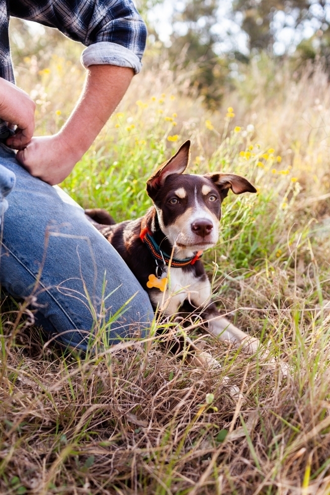 pet Australian Kelpie puppy dog beside man in paddock of grass - Australian Stock Image