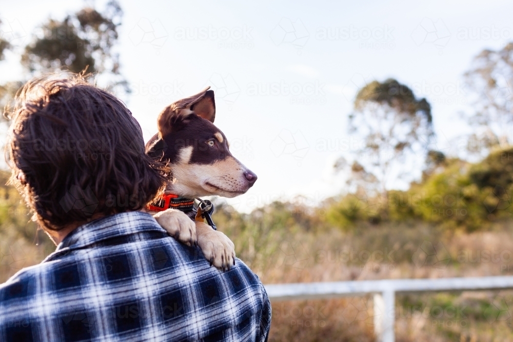 pet Australian Kelpie puppy dog looking over aussie blokes shoulder - Australian Stock Image