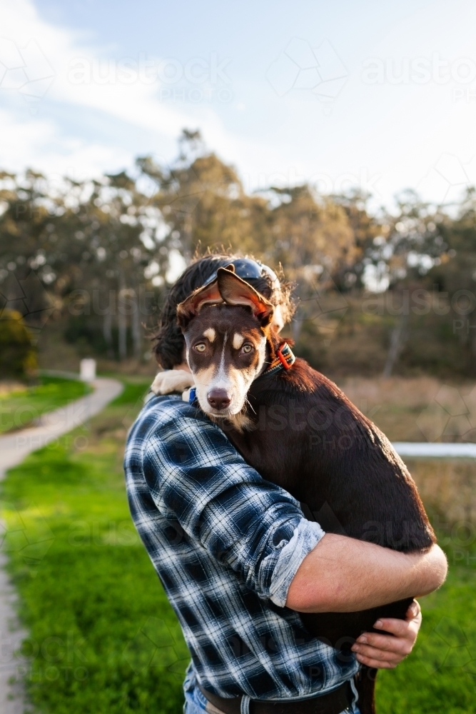 pet Australian Kelpie puppy dog looking over aussie blokes shoulder - Australian Stock Image