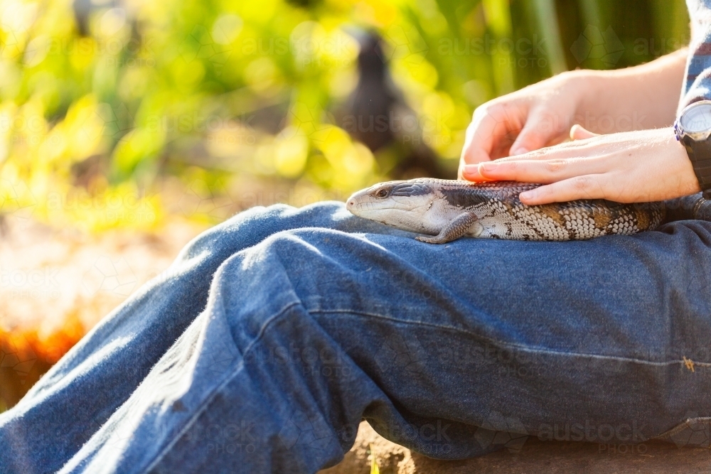 Pet blue-tongued lizard outside in garden with owner - Australian Stock Image