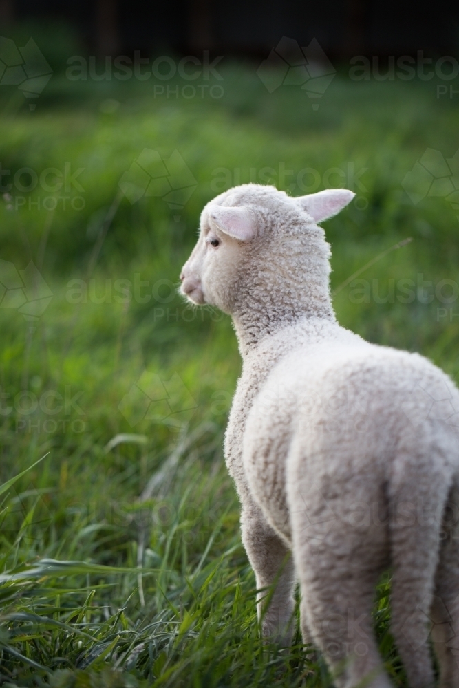 Pet lamb on a farm - Australian Stock Image