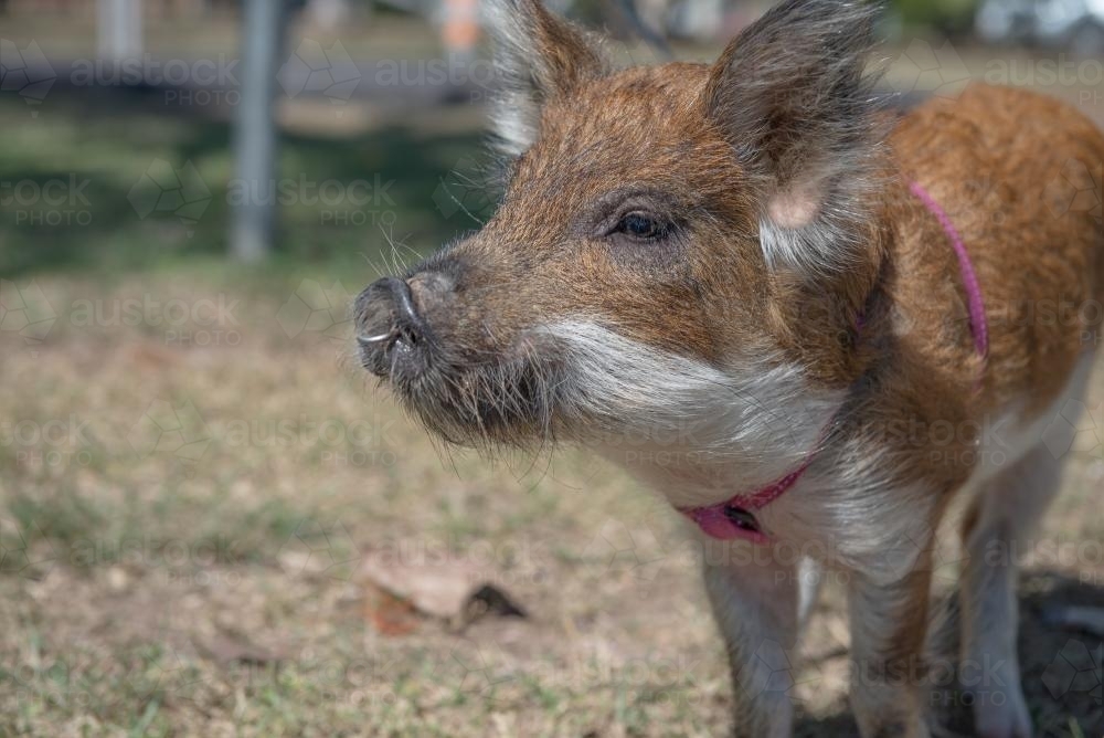 Pet Pig on leash - Australian Stock Image