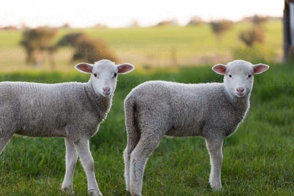 Pet twin lambs on a farm - Australian Stock Image