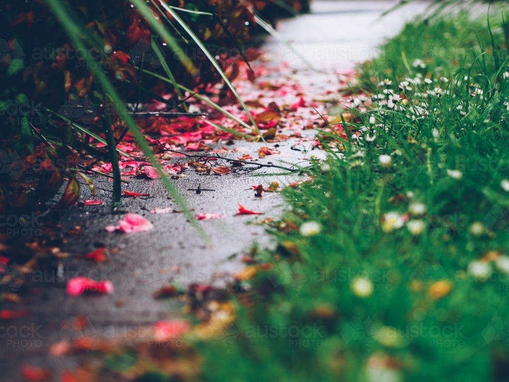 Petals on a footpath in the garden - Australian Stock Image