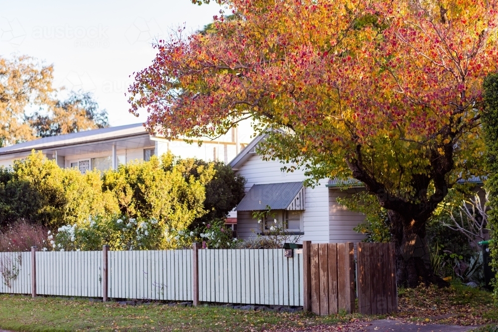 Picket fence and garden in front yard with large autumn tree - Australian Stock Image