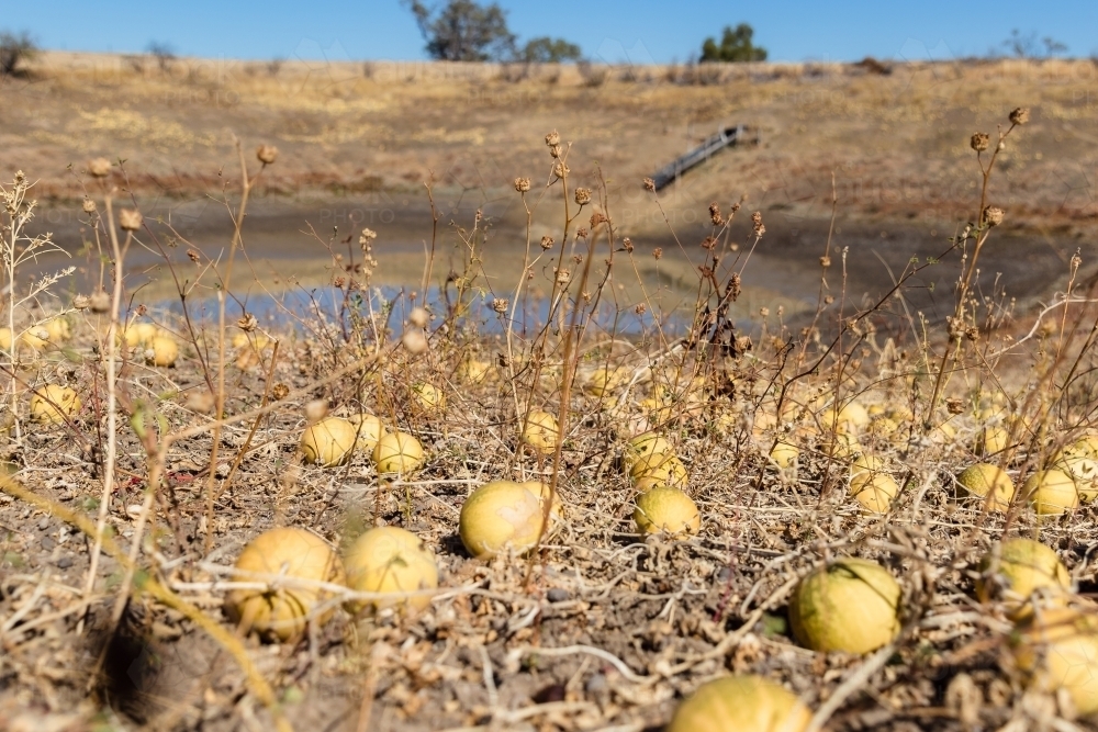 Pie Melons at a dam - Australian Stock Image