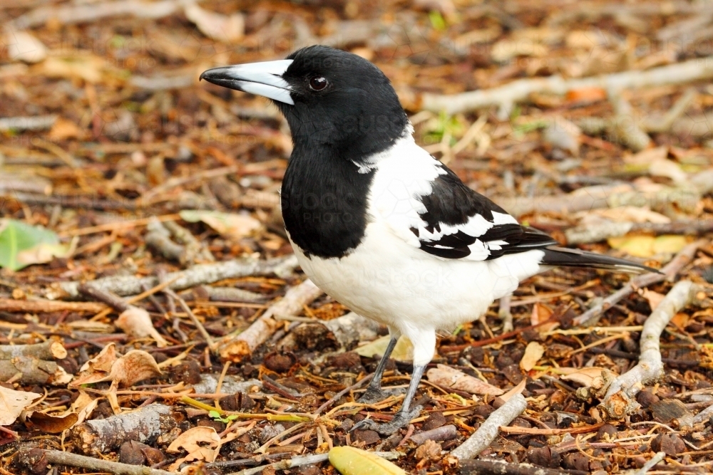 Pied Butcherbird on leaf litter. - Australian Stock Image