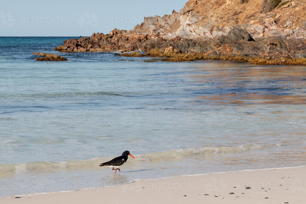 Pied Oystercatcher on beach looking for dinner - Australian Stock Image