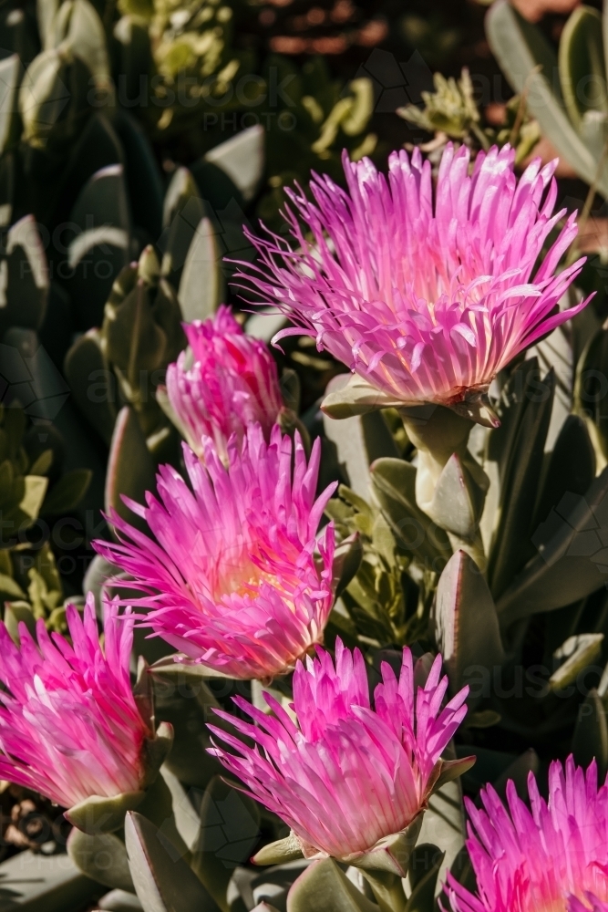 Pig face flower - Australian Stock Image