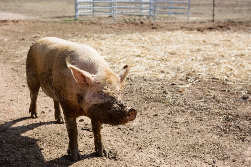 Pig half covered in mud on a farm - Australian Stock Image