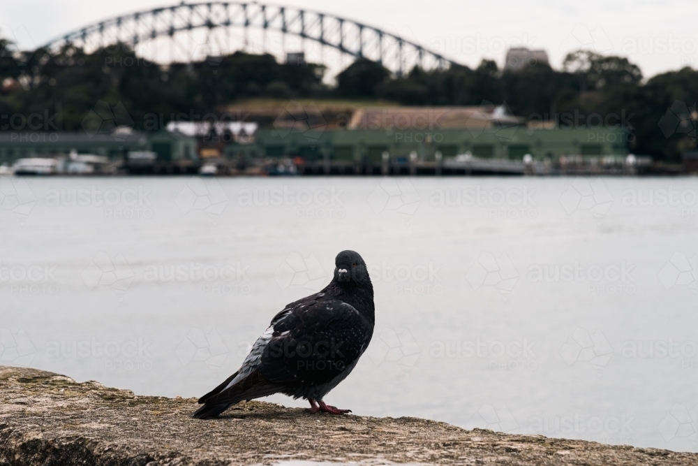 pigeon close up in foreground with view of Sydney Harbour Bridge in background - Australian Stock Image