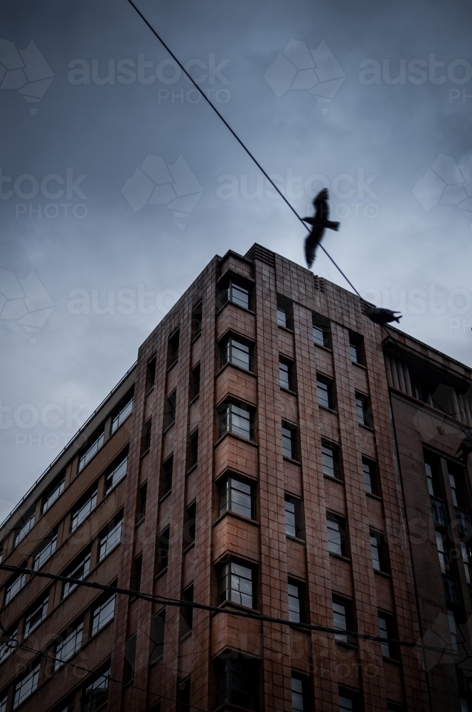 Pigeon Flying Over a Melbourne Building with a Moody Sky. - Australian Stock Image