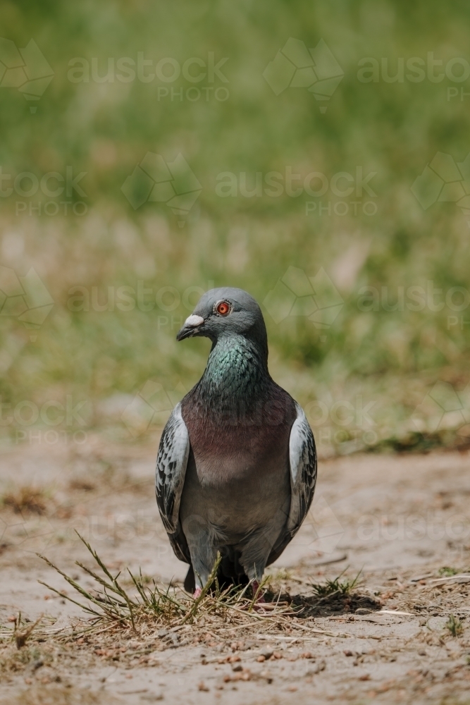 Pigeon Portrait - Australian Stock Image