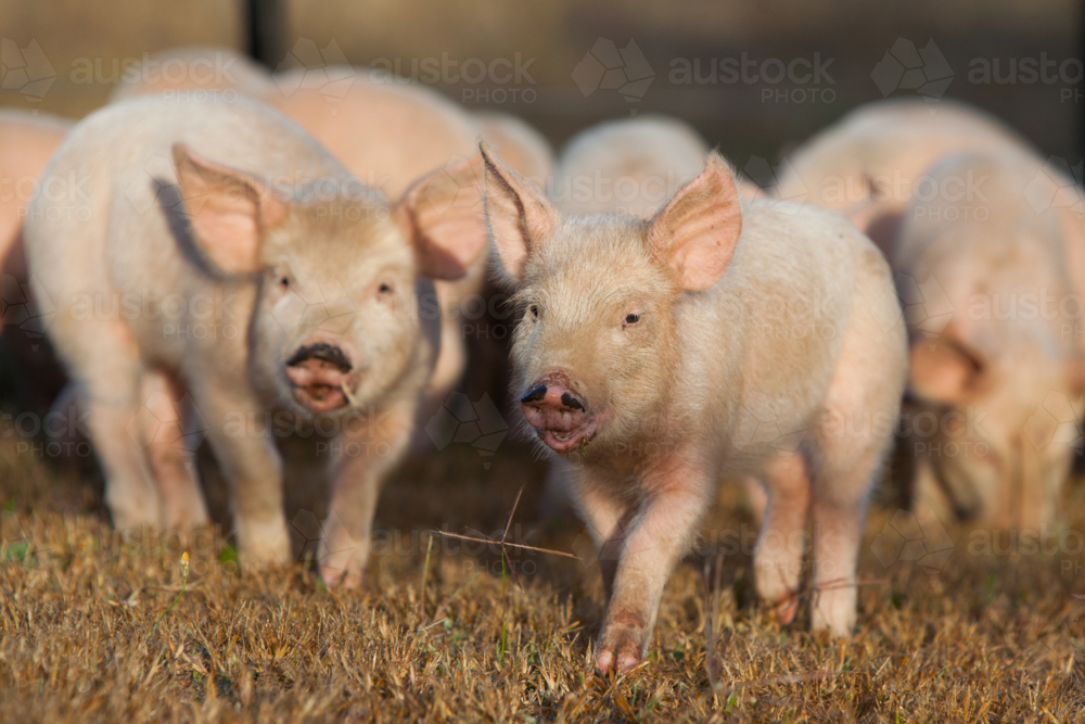 Piglets roaming free on the grass field - Australian Stock Image