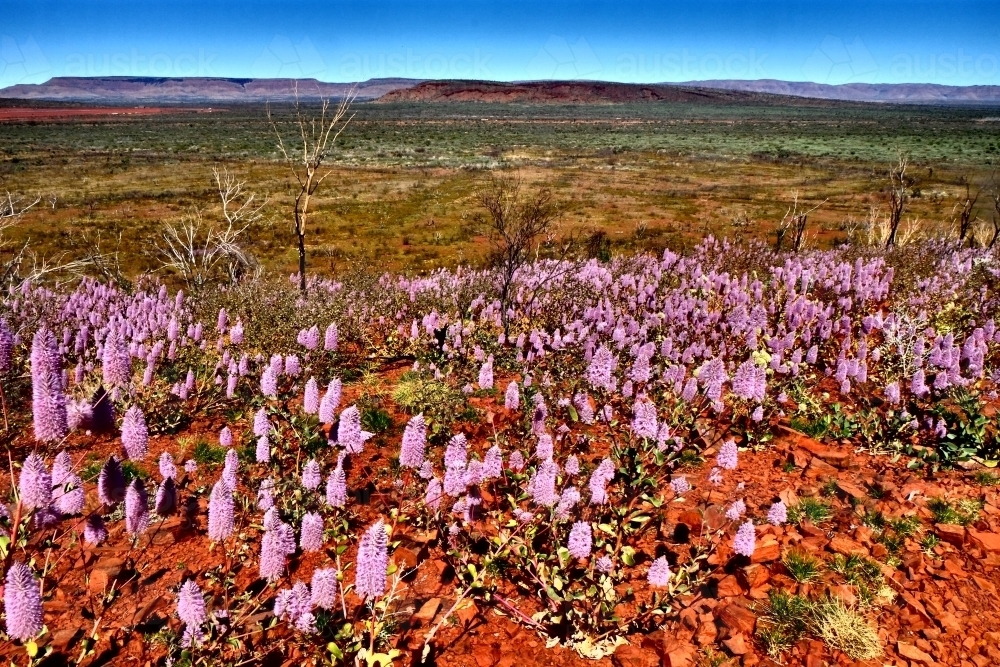 Pilbara Wildflower Trail - Australian Stock Image