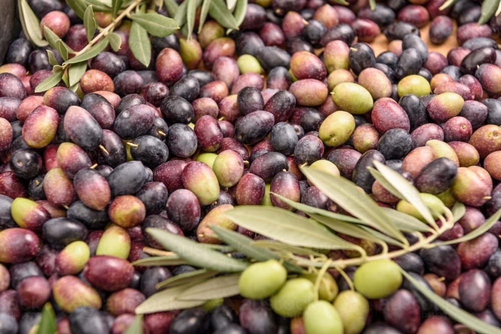 Pile of raw black and green olives, with leaves. - Australian Stock Image