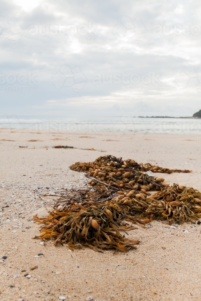 Pile of seaweed washed up on the ocean foreshore - Australian Stock Image