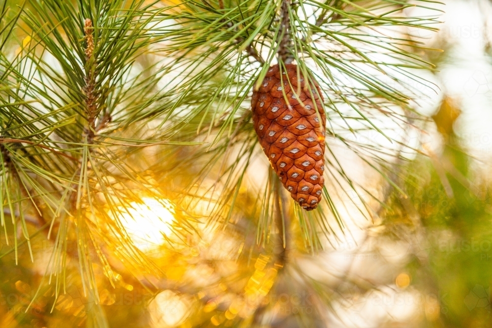 pine cone on tree and golden light - Australian Stock Image