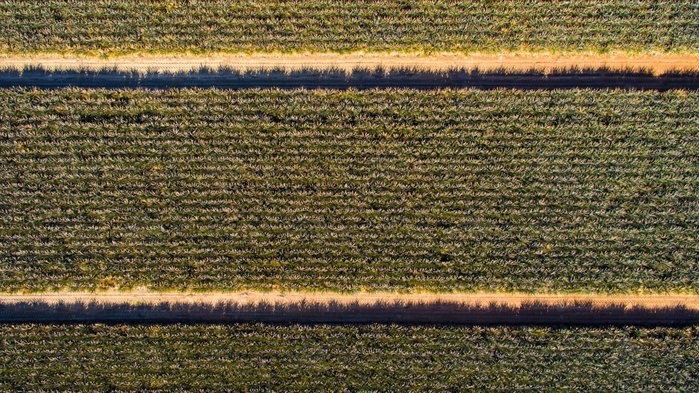 Pineapples from above. - Australian Stock Image