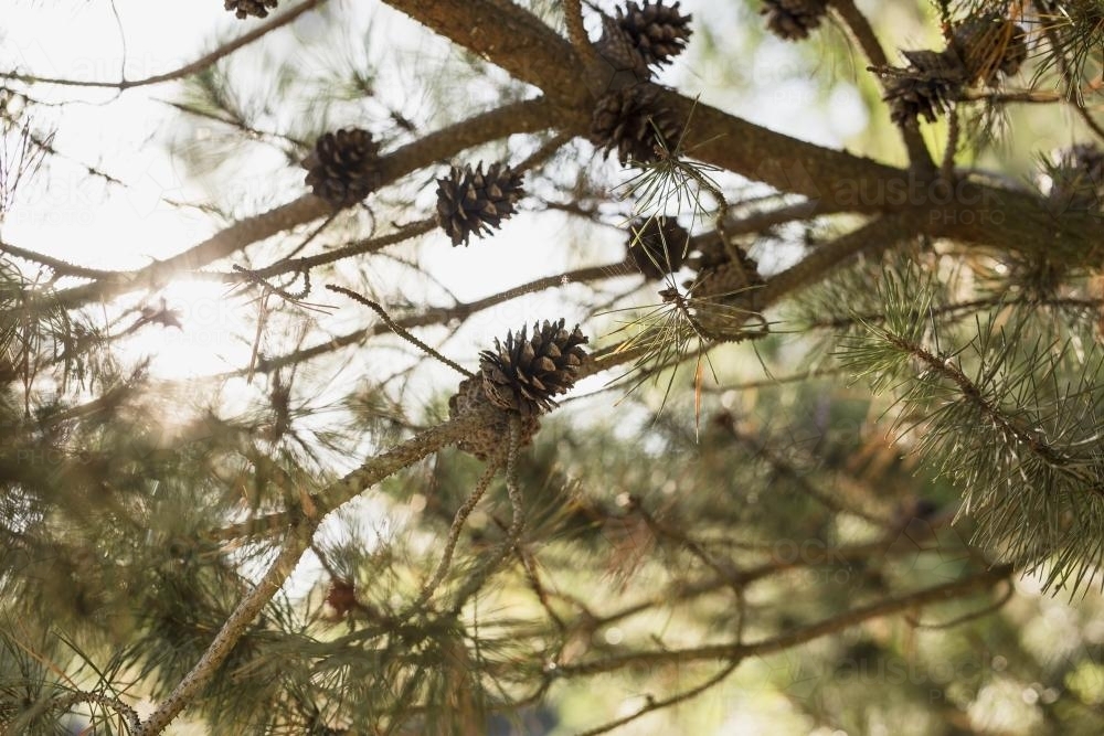 Pinecones on a tree branch - Australian Stock Image