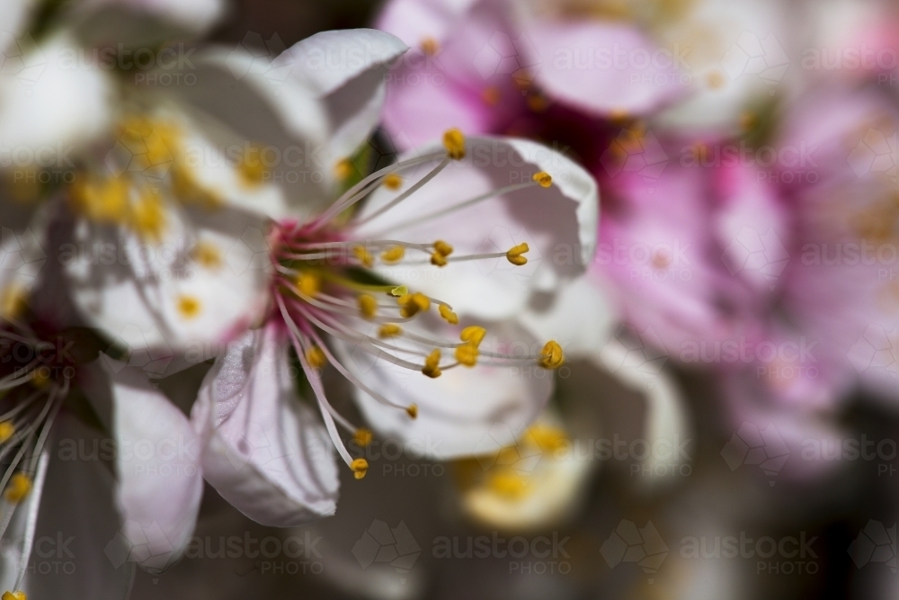 Pink and white blossoms close up - Australian Stock Image