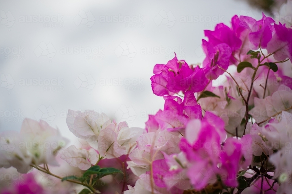 Pink and White Bougainvillea - Australian Stock Image