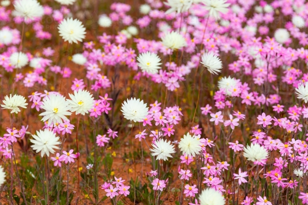 Pink and white everlasting daisy wildflowers - Australian Stock Image