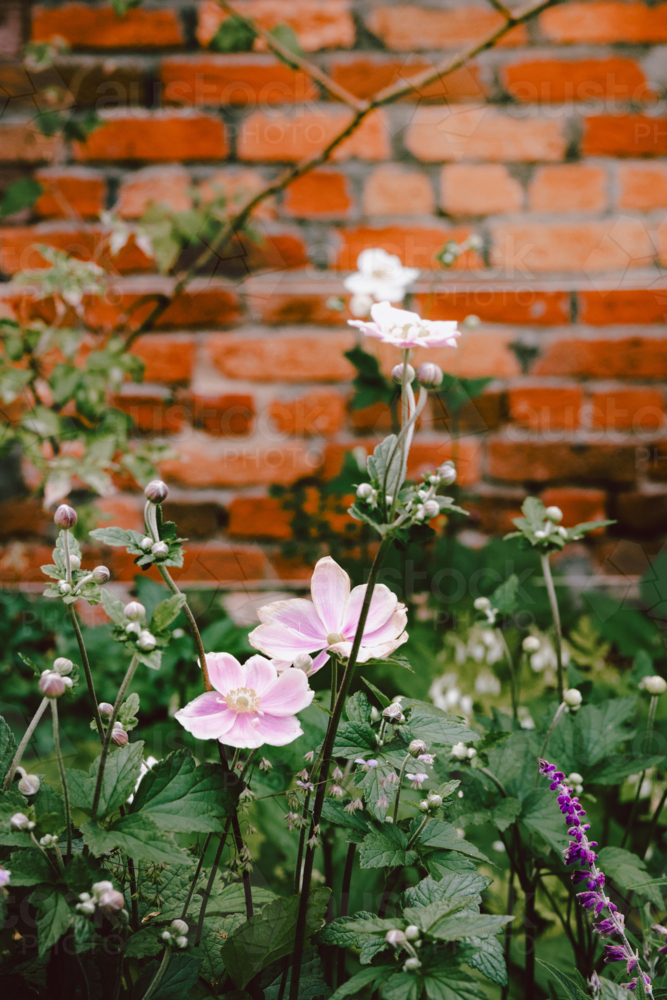 Pink and white poppy anemone blossoms in lush green foliage - Australian Stock Image