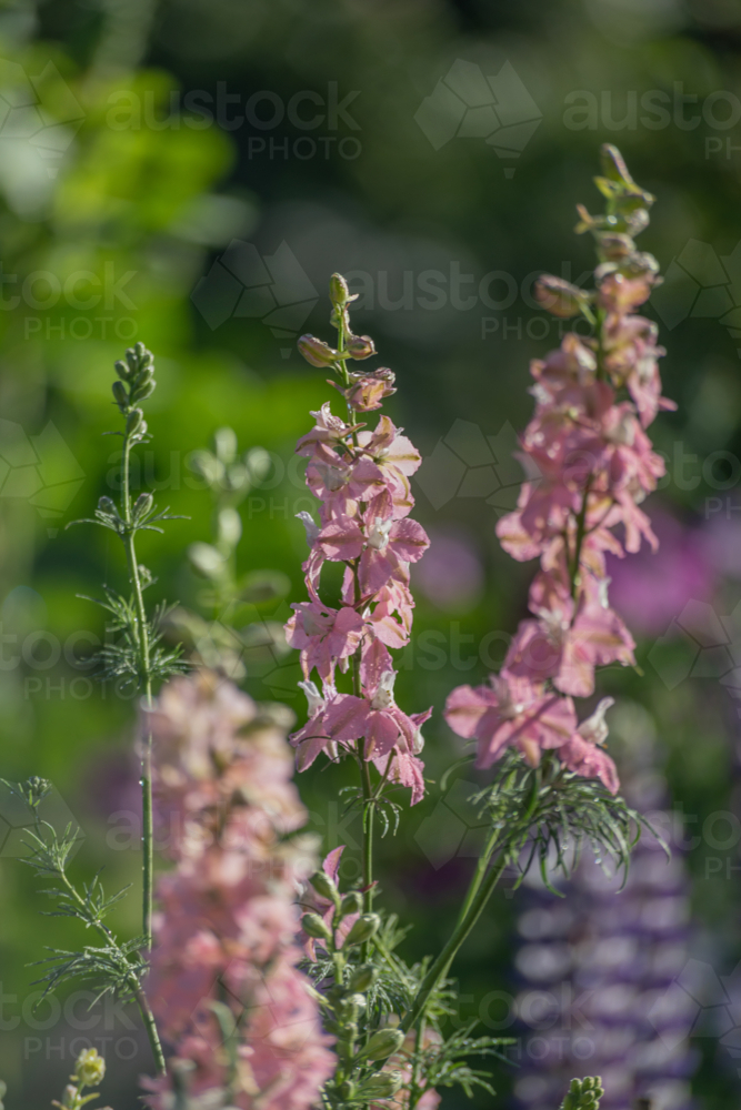 Pink blossoms on green stalks on a summer day - Australian Stock Image