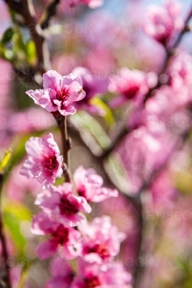 Pink blossoms on peach bush on a spring afternoon - Australian Stock Image