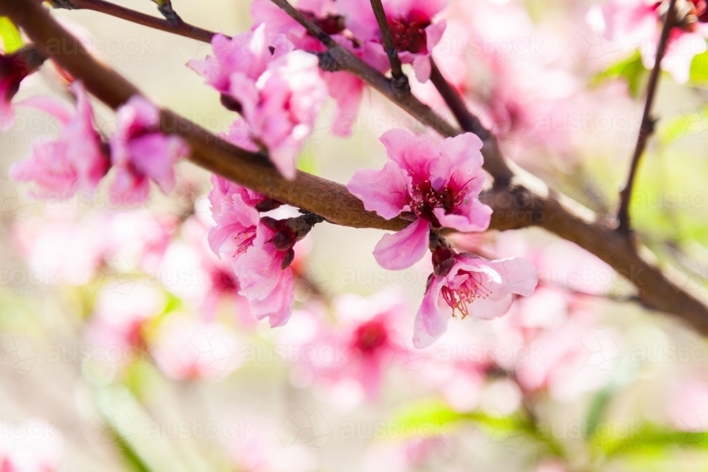 Pink blossoms on peach bush on a spring afternoon - Australian Stock Image