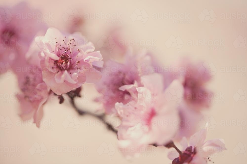 Pink cherry blossom blooms - Australian Stock Image