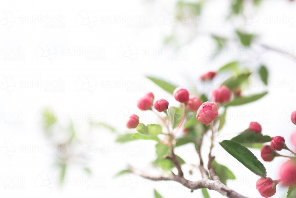 Pink crab apple blossom against sun flare - Australian Stock Image